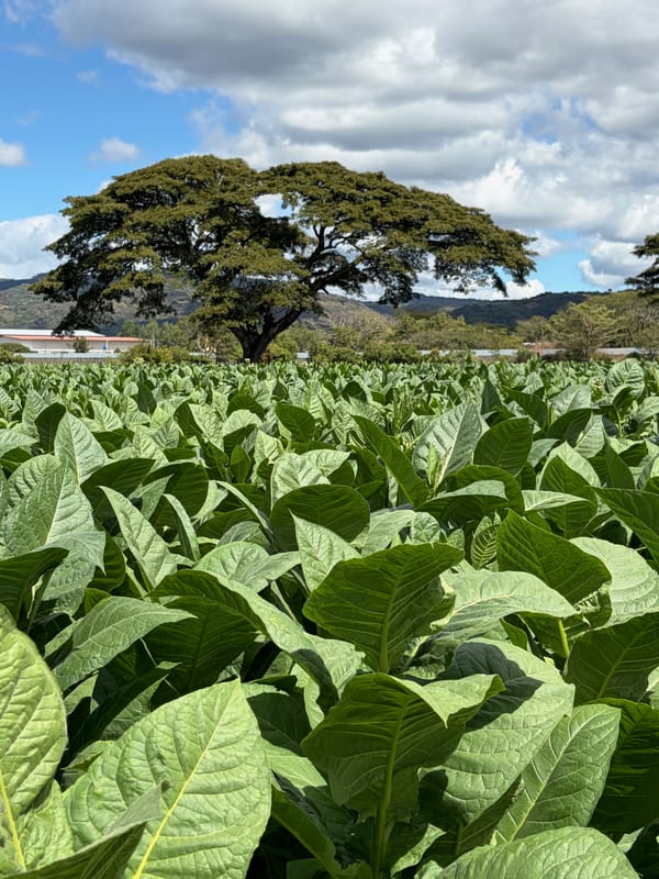 Introducing Cigars Confidential